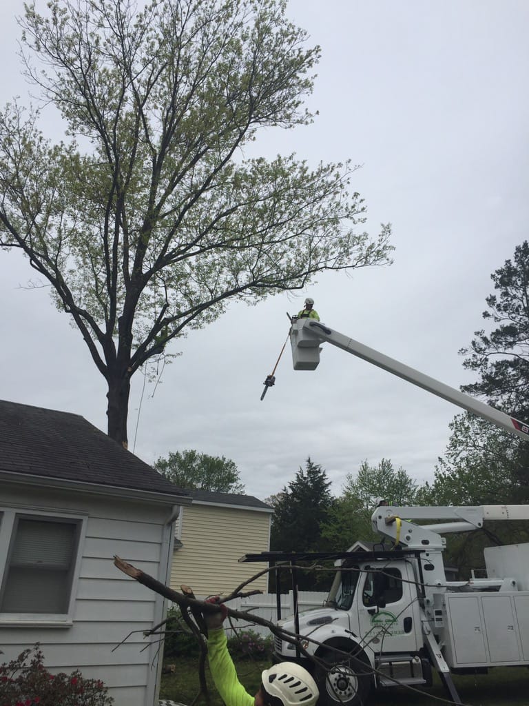 Tree Trimming, Tree Pruning Northern Virginia Alexandria, Arlington