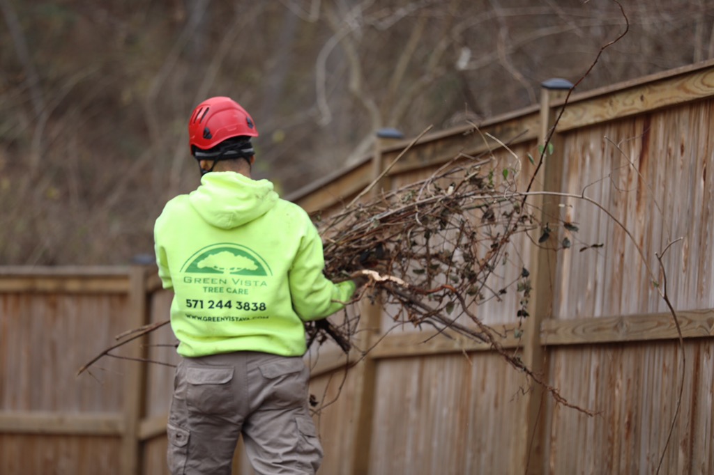 Tree Trimming, Tree Pruning Northern Virginia Alexandria, Arlington