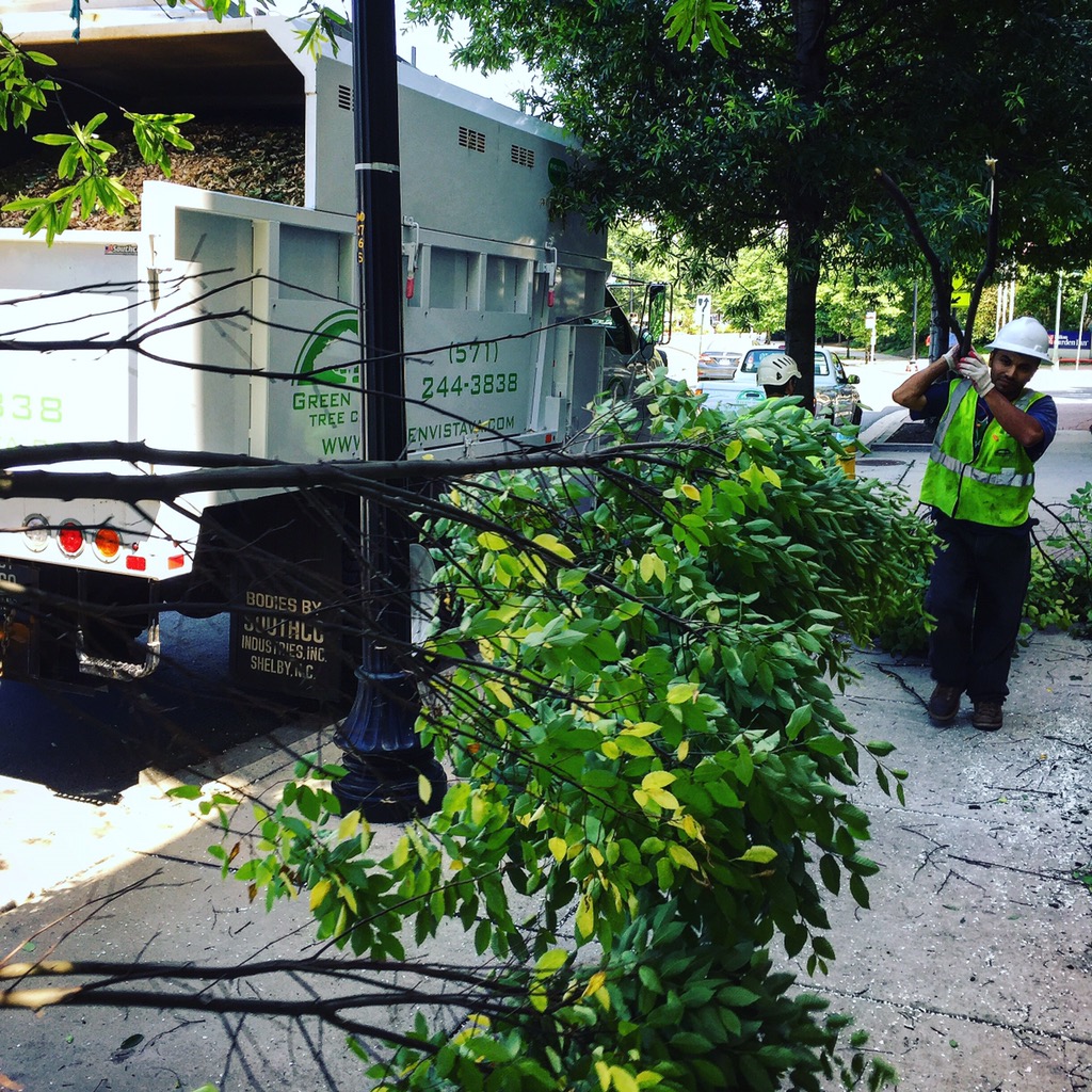 Tree Trimming, Tree Pruning Northern Virginia Alexandria, Arlington