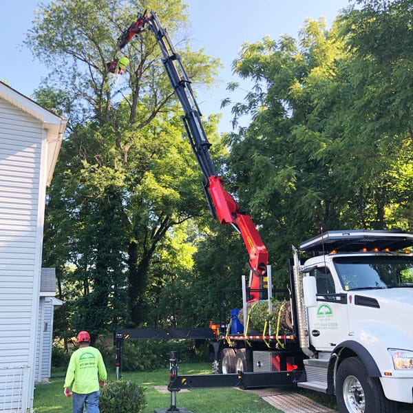 Expert Tree Removal in Northern Virginia Alexandria, Arlington
