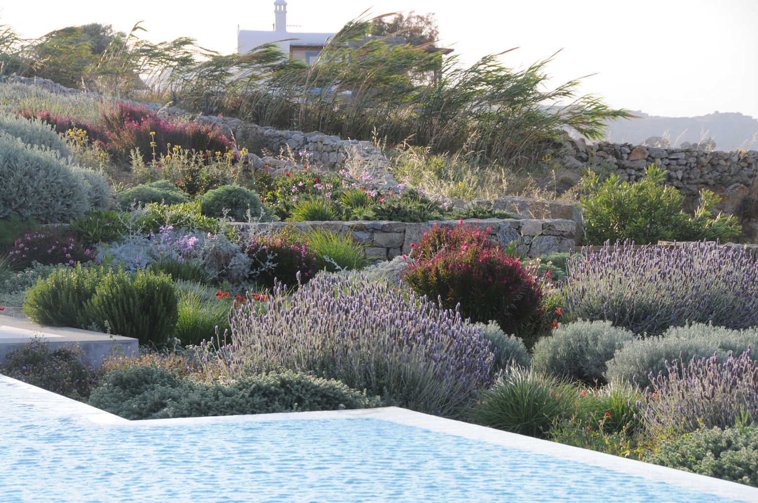 DRY MEDITERRANEAN GARDEN IN MYKONOS Greenways Hellas
