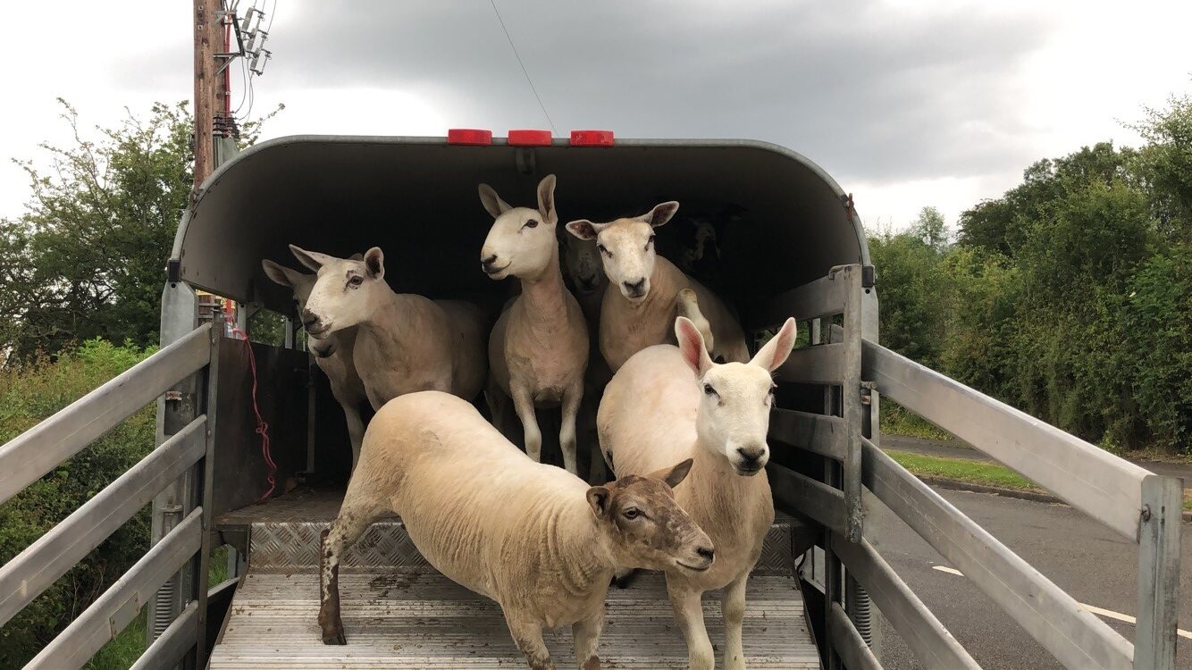 Animal Transport Assessment for short journeys less than 8 hours