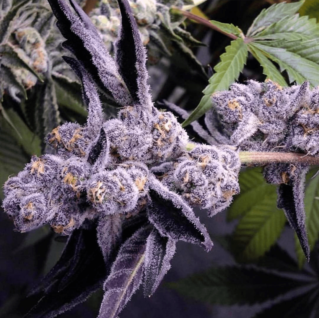 Meat Breath is an indicadominant marijuana strain that crosses Meatloaf