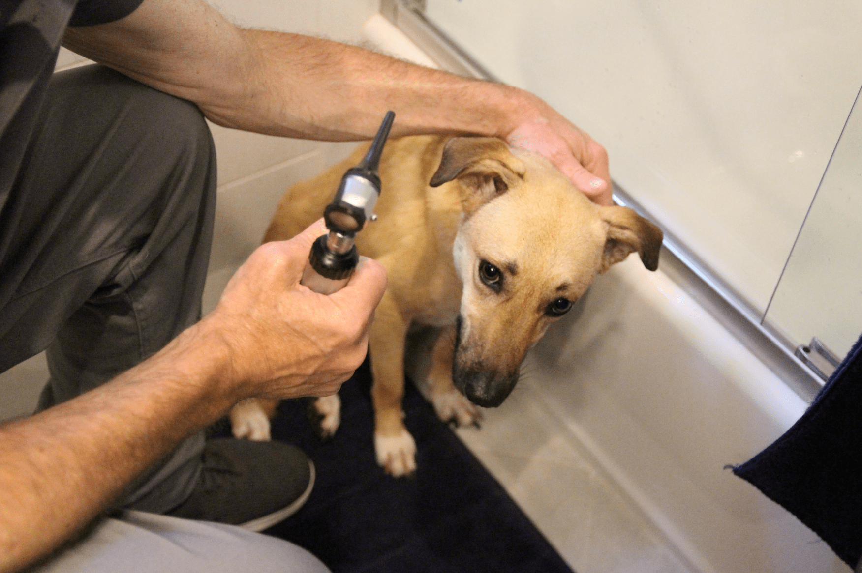 Pet Owners, Are Veterinarian House Calls Ideal for You? Greenwich