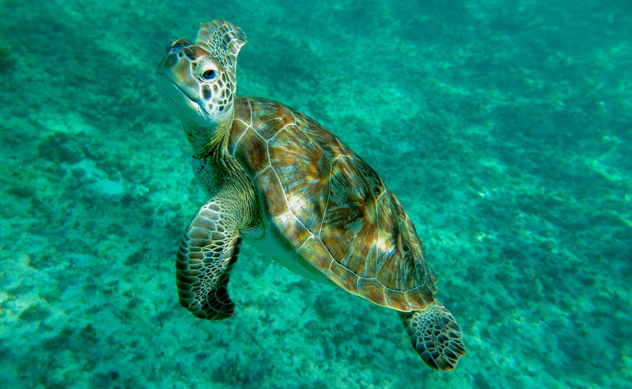 Nagez avec des tortues au Mexique (Riviera Maya)