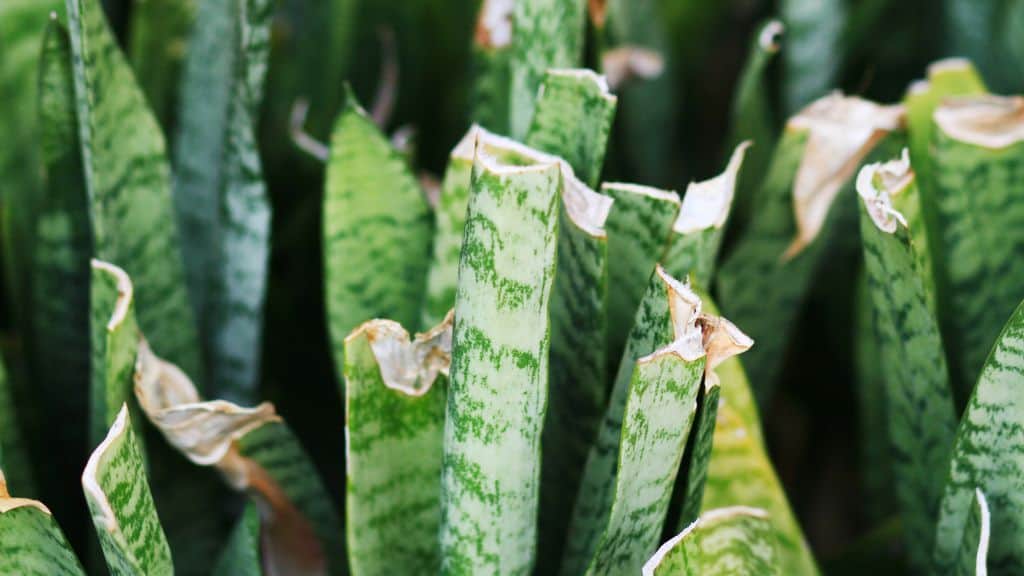 Snake Plant Flowers 10 Interesting Facts Greeny Thumbs