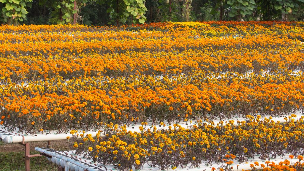 10 Best Hydroponics Flowers You Can Grow at Home Greeny Thumbs