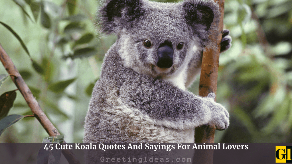 45 Cute Koala Quotes And Sayings For Animal Lovers