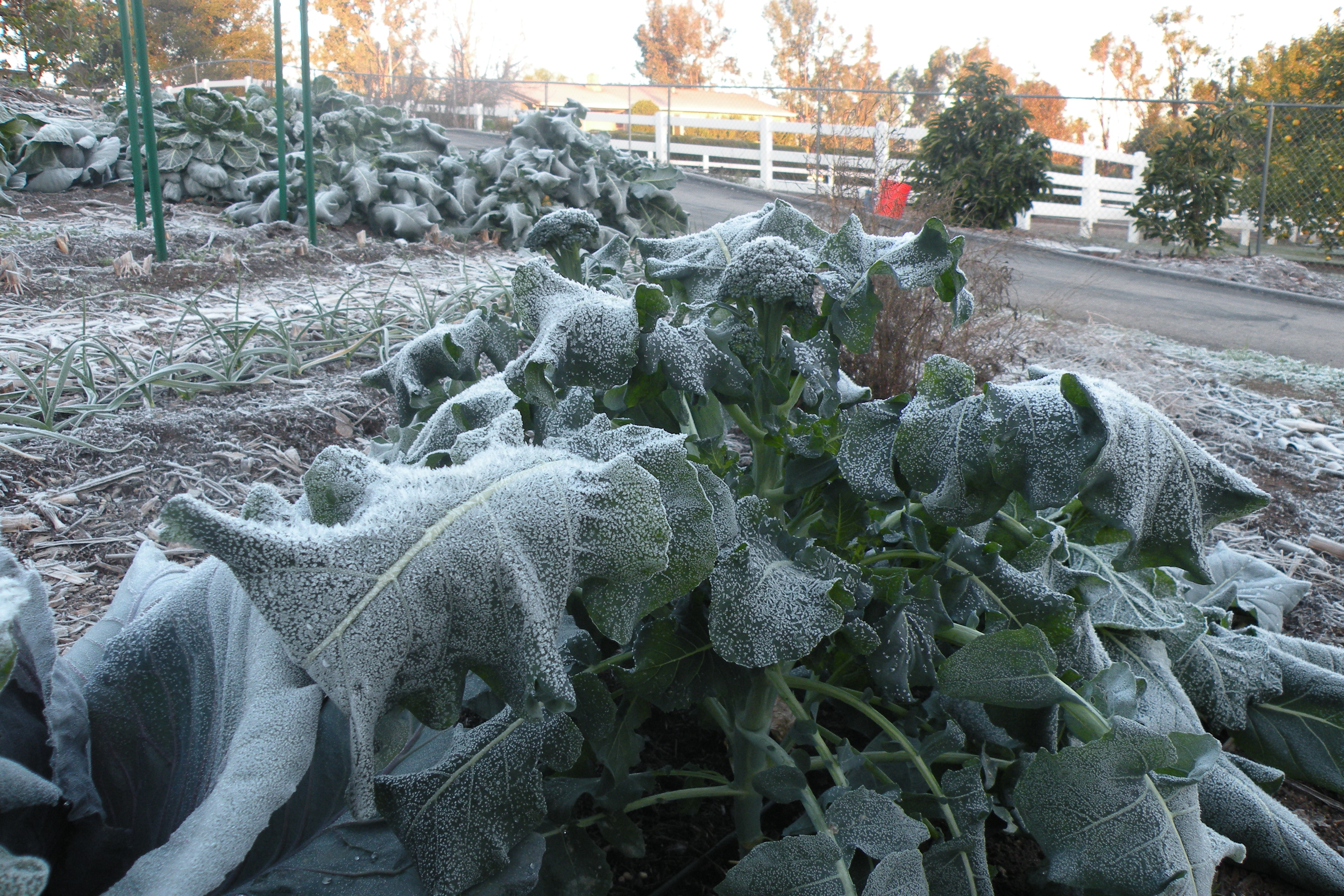 The New Year's 2015 Freeze Damage and Its Lessons Greg Alder's Yard