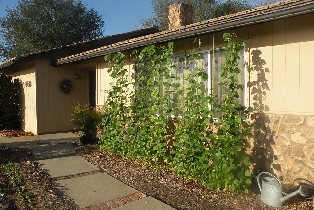 Green beans shade house Greg Alder's Yard Posts Southern California food gardening