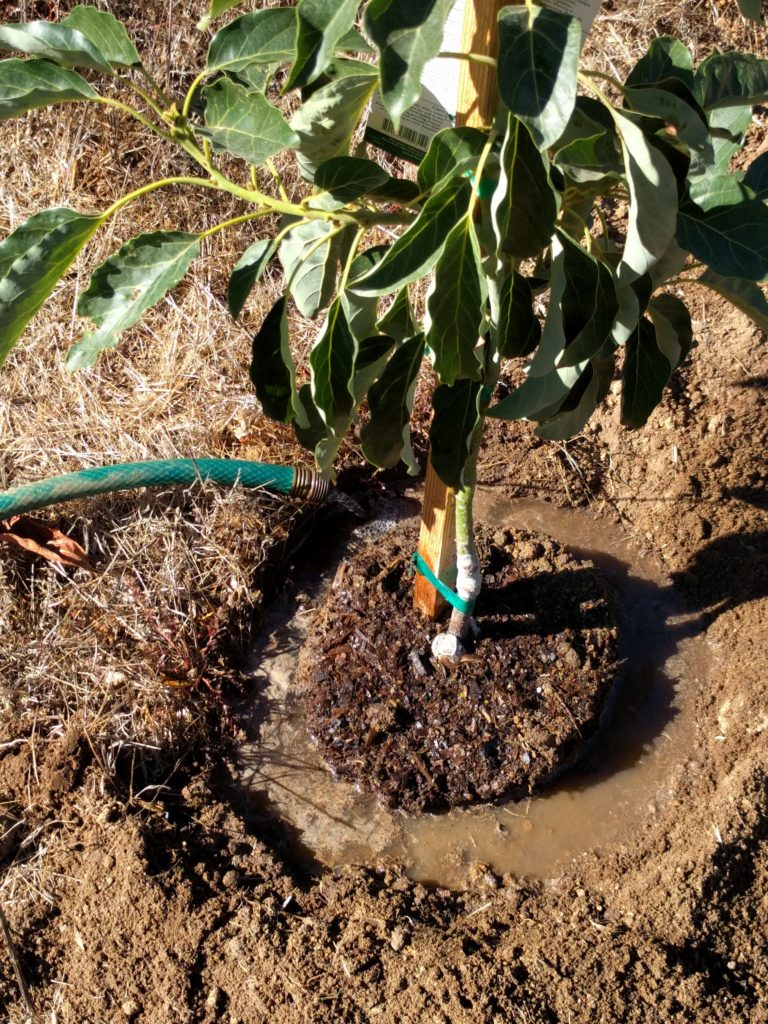 How to water a newly planted avocado tree Greg Alder's Yard Posts