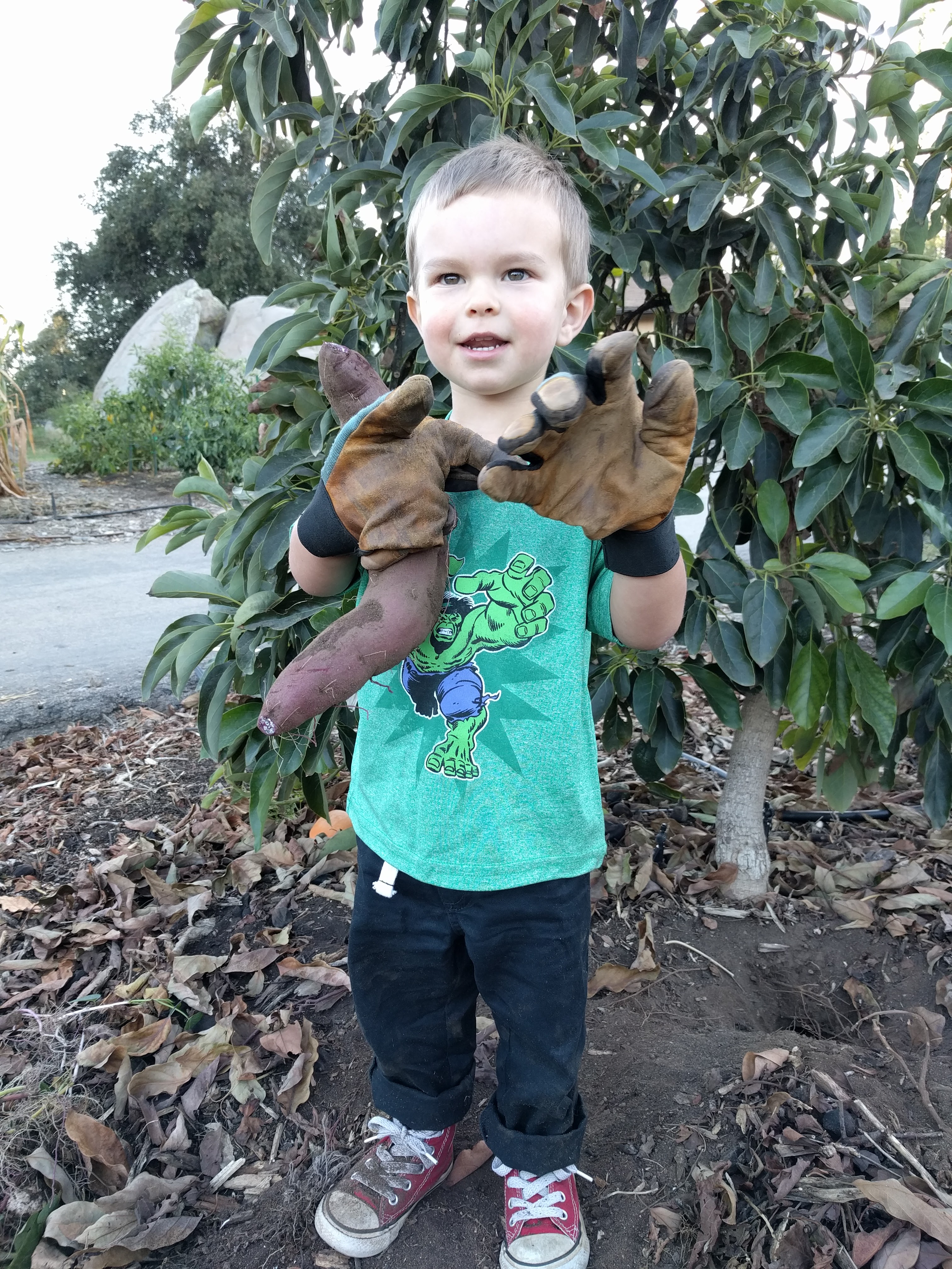 How I grow sweet potatoes Greg Alder's Yard Posts Southern California food gardening