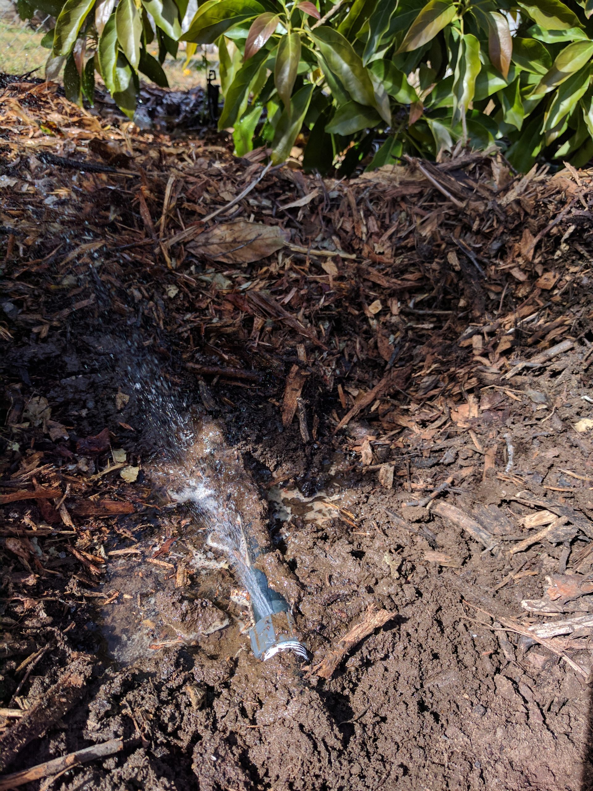 What is the best time of day to water your plants? Greg Alder's Yard