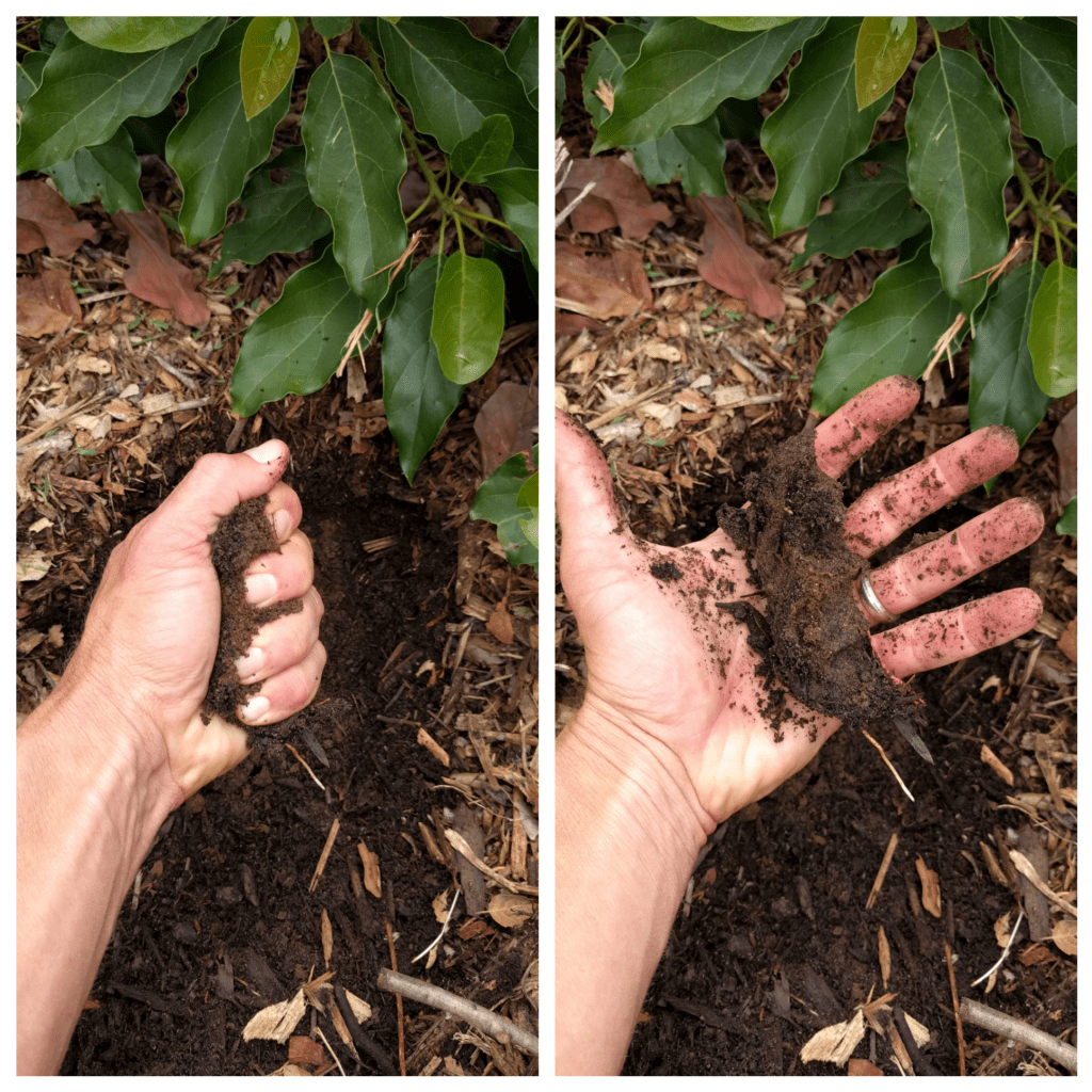 Growing fruit trees in Southern California Greg Alder's Yard Posts