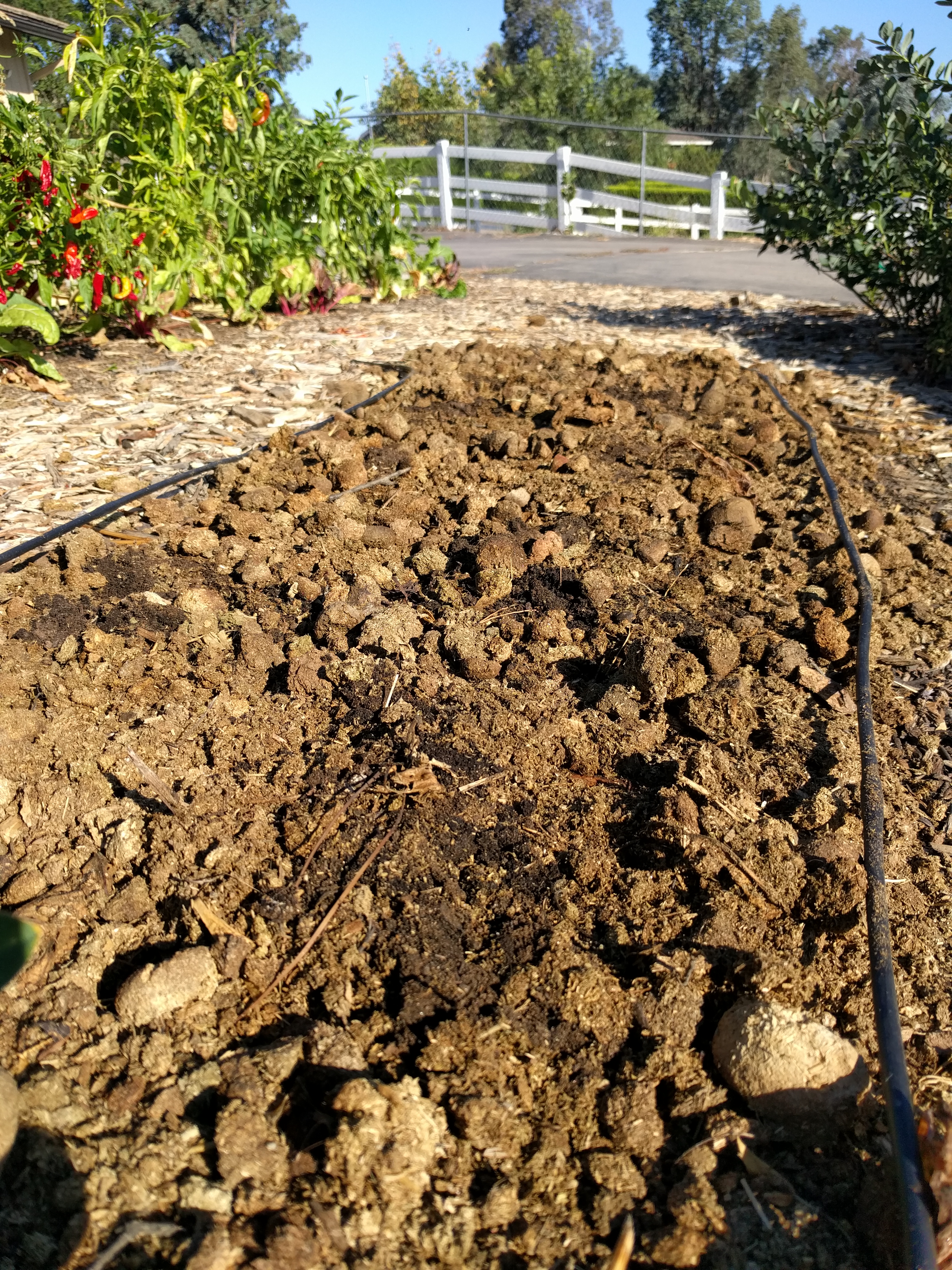 Growing potatoes in Southern California Greg Alder's