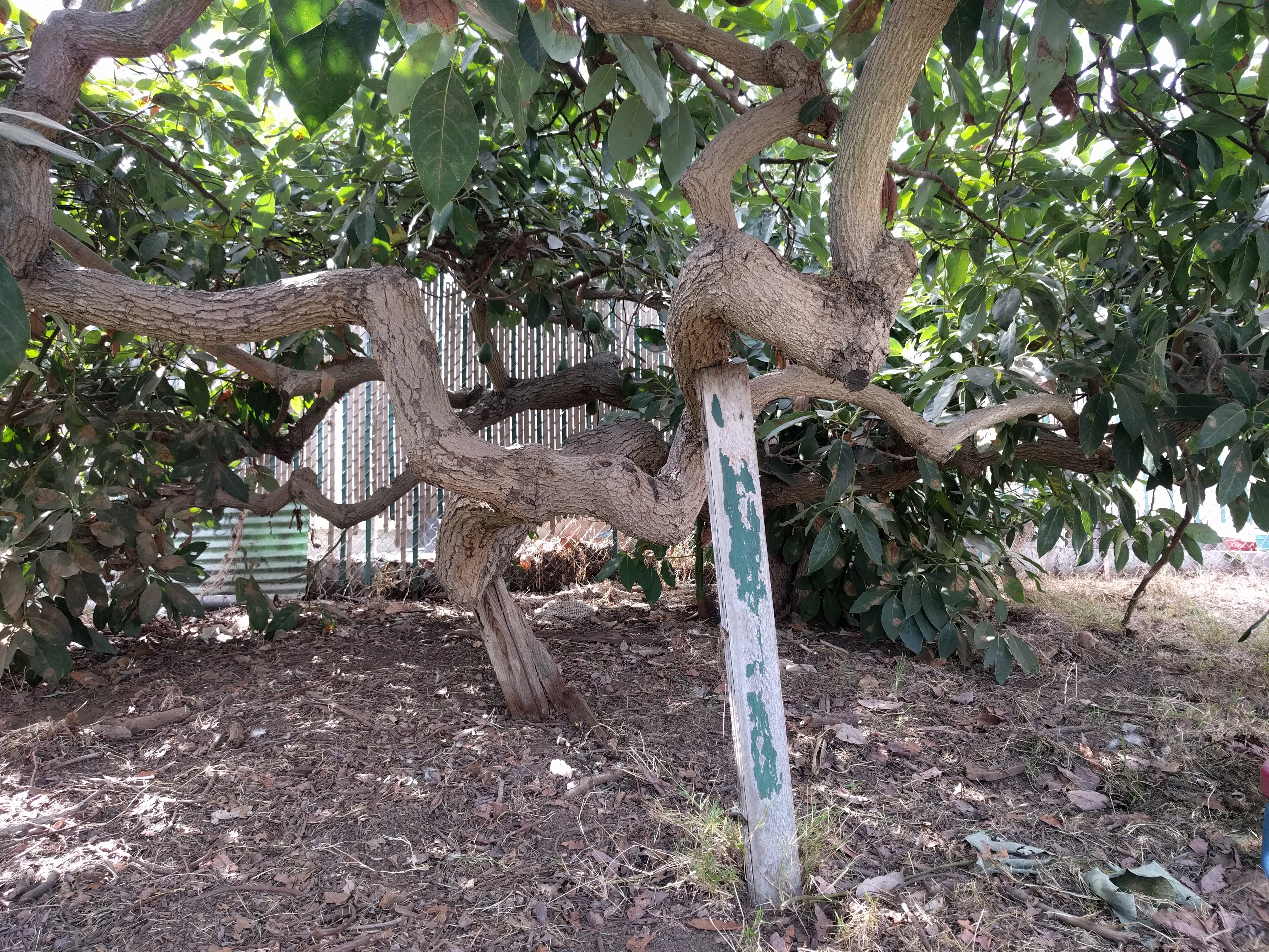 Pruning avocado trees Greg Alder's Yard Posts Southern California