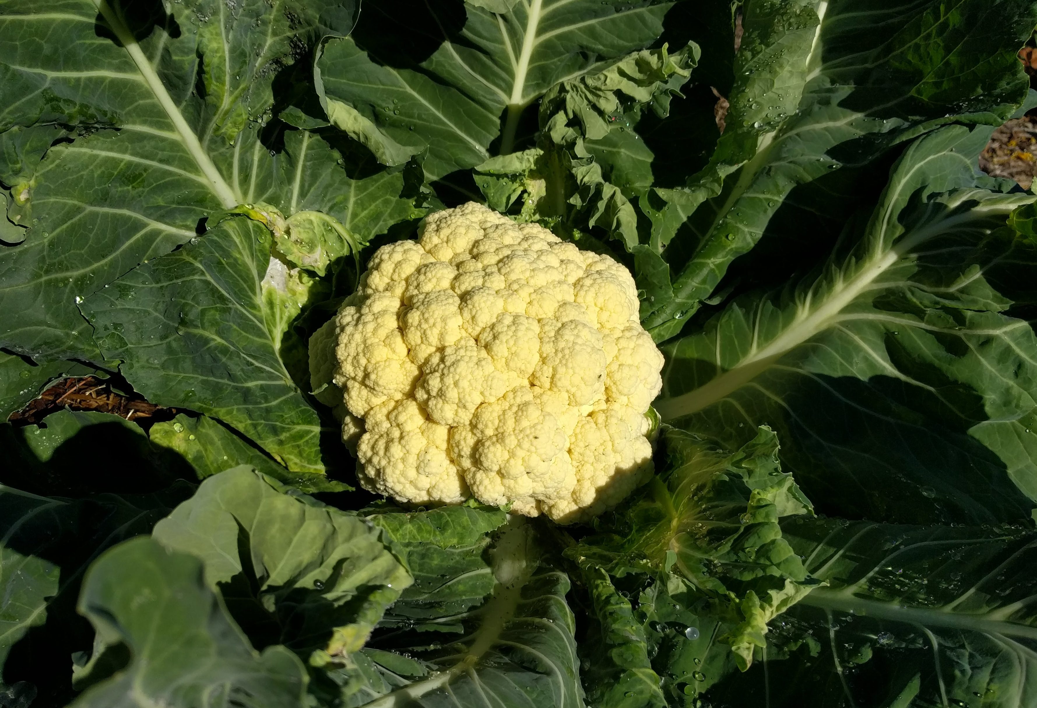 Dealing with aphids on broccoli, brussels sprouts, cabbage, and