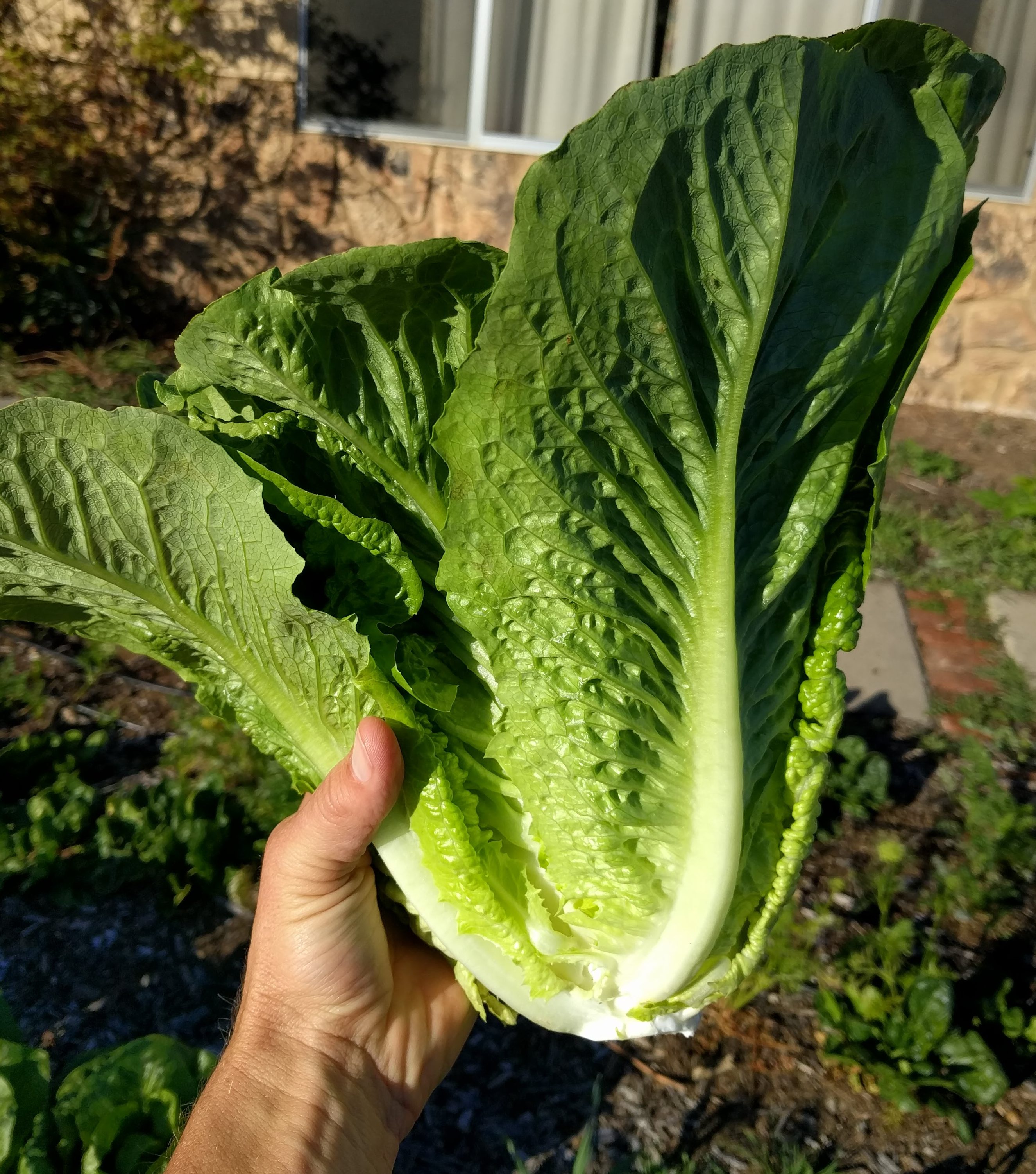 Growing and harvesting lettuce in Southern California Greg Alder's