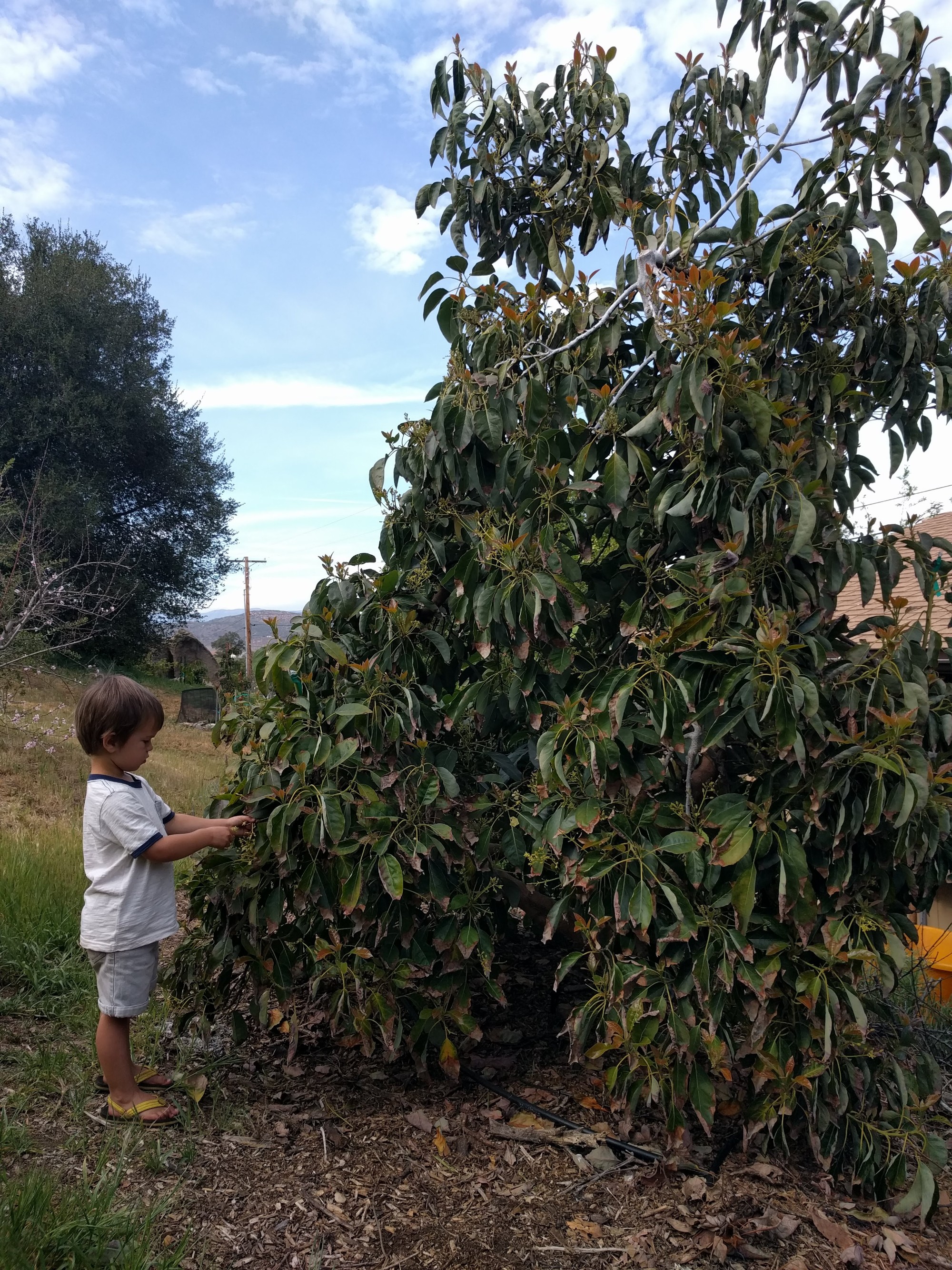Hand pollinating avocados Greg Alder's Yard Posts Southern