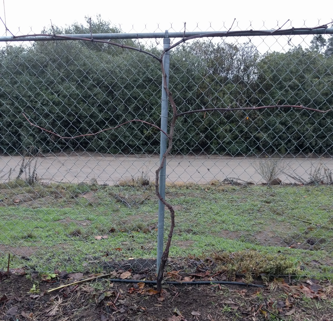 How to grow grapes on a chain link fence Greg Alder's Yard Posts