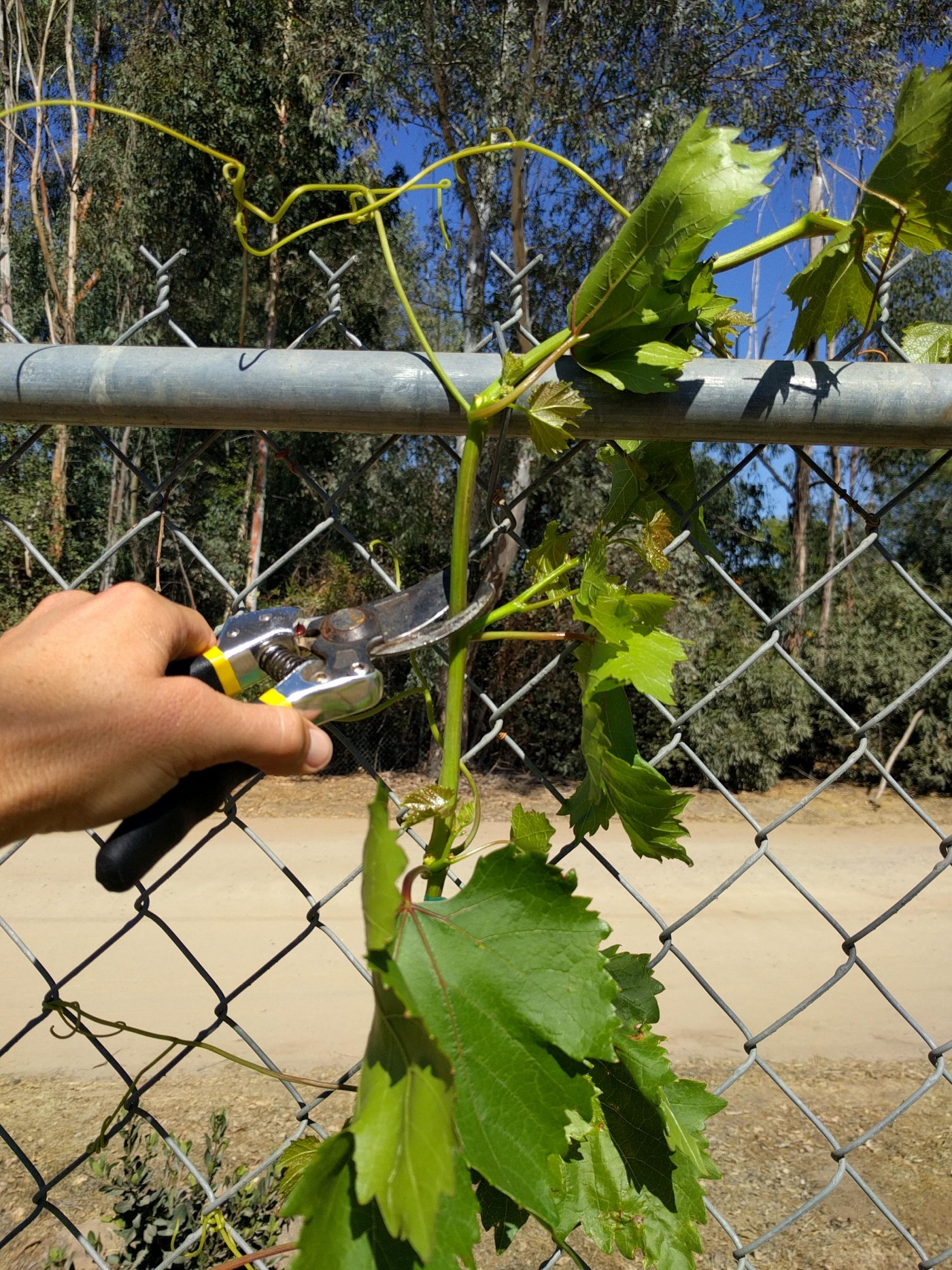 How to grow grapes on a chain link fence Greg Alder's Yard Posts
