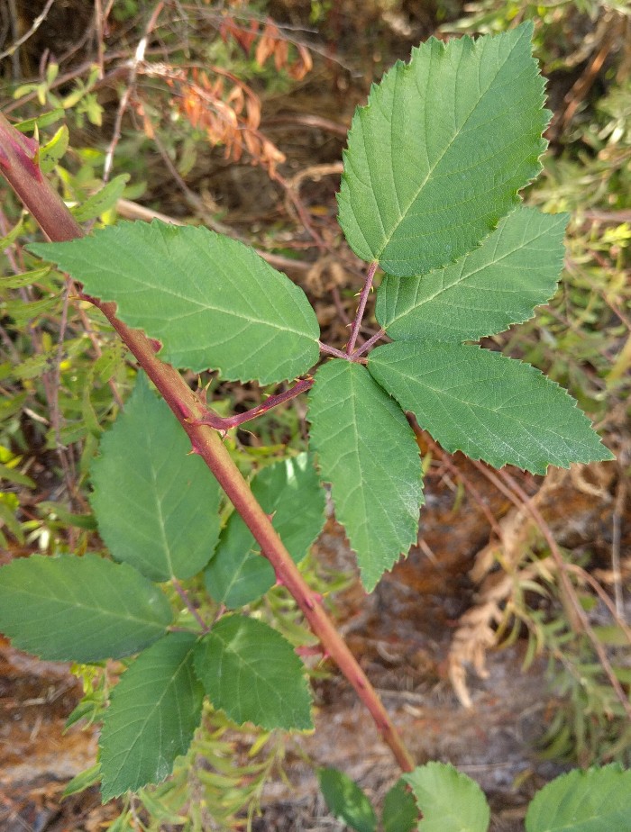 blackberry leaves Greg Alder's Yard Posts Food Gardening in Southern