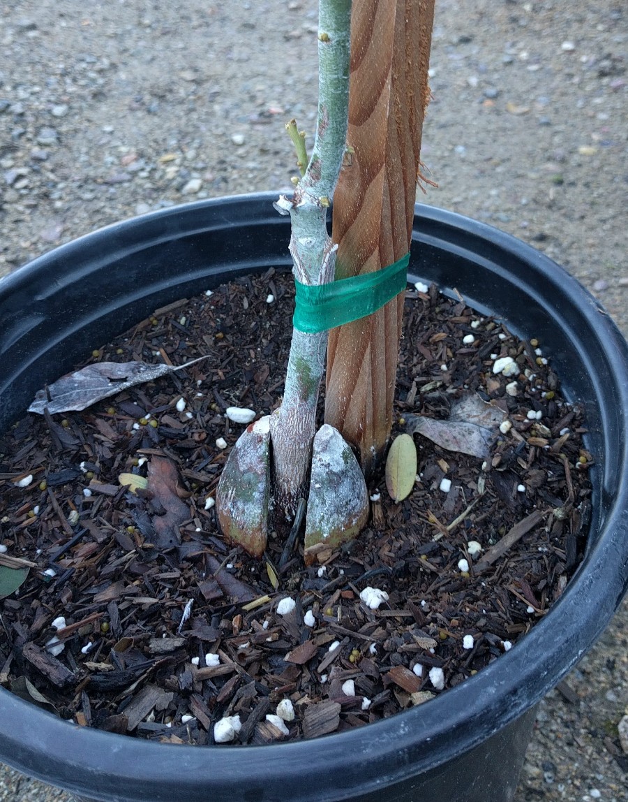 grafted avocado tree Greg Alder's Yard Posts Food Gardening in