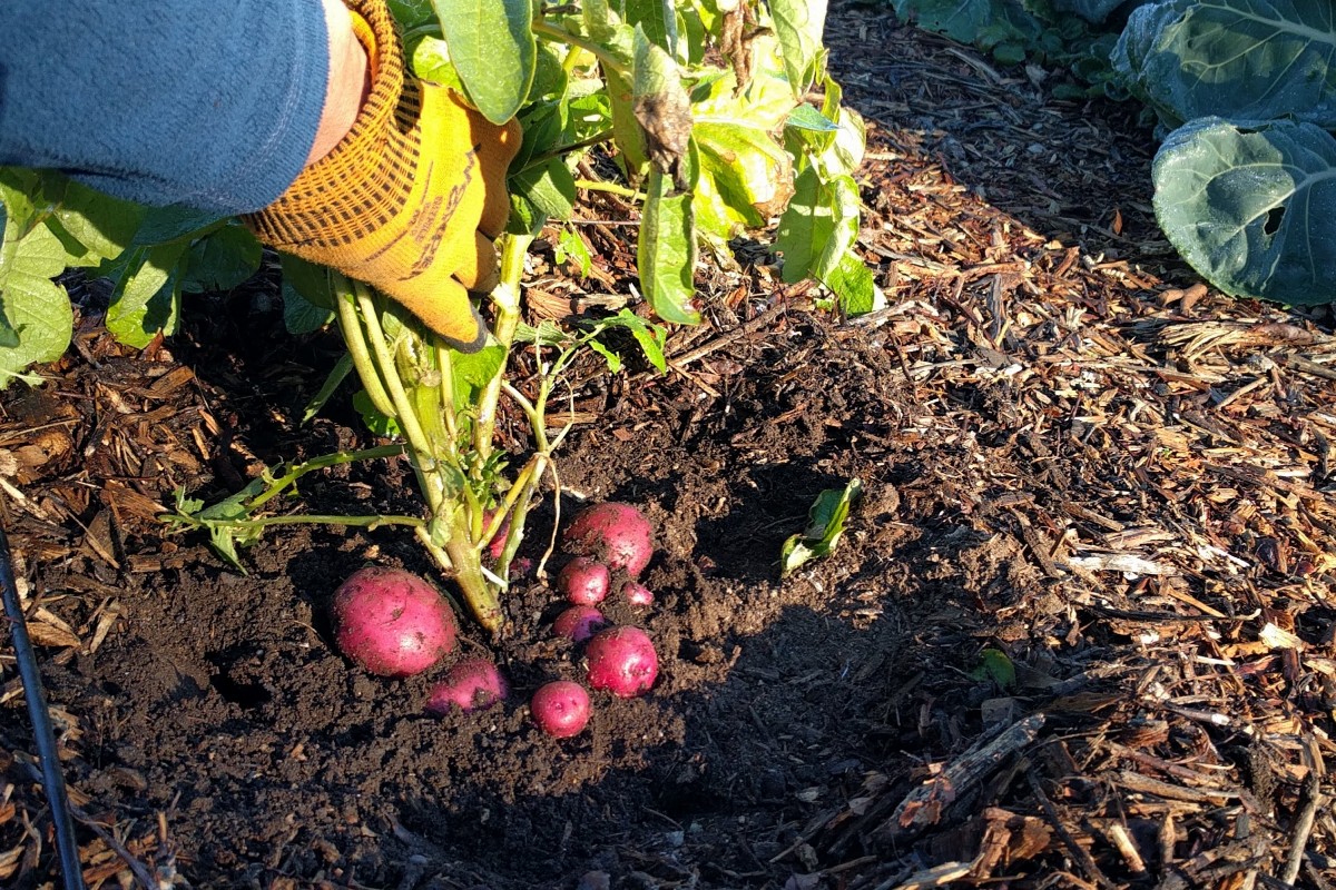 Winter gardening in Southern California Greg Alder's