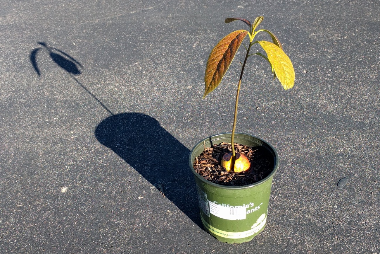 What kind of avocado tree do you get when you plant a seed? Greg