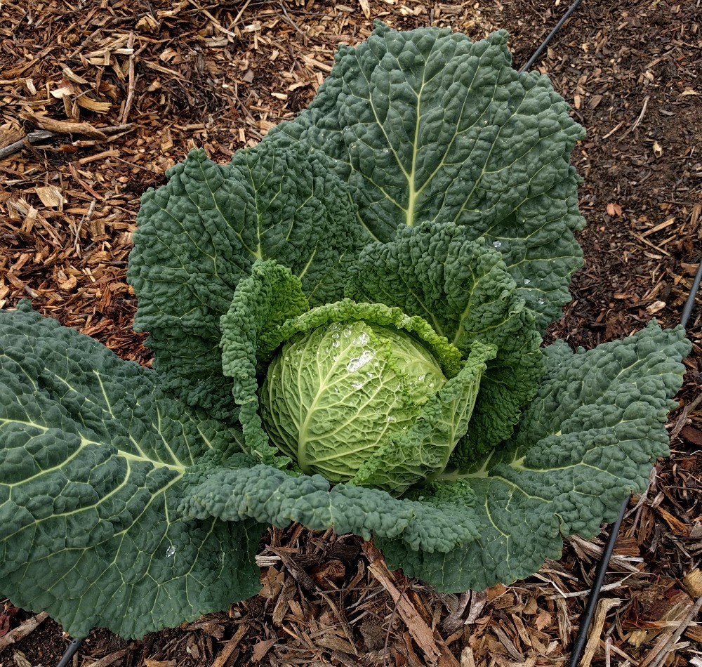 cabbage head Greg Alder's Yard Posts Food Gardening in Southern