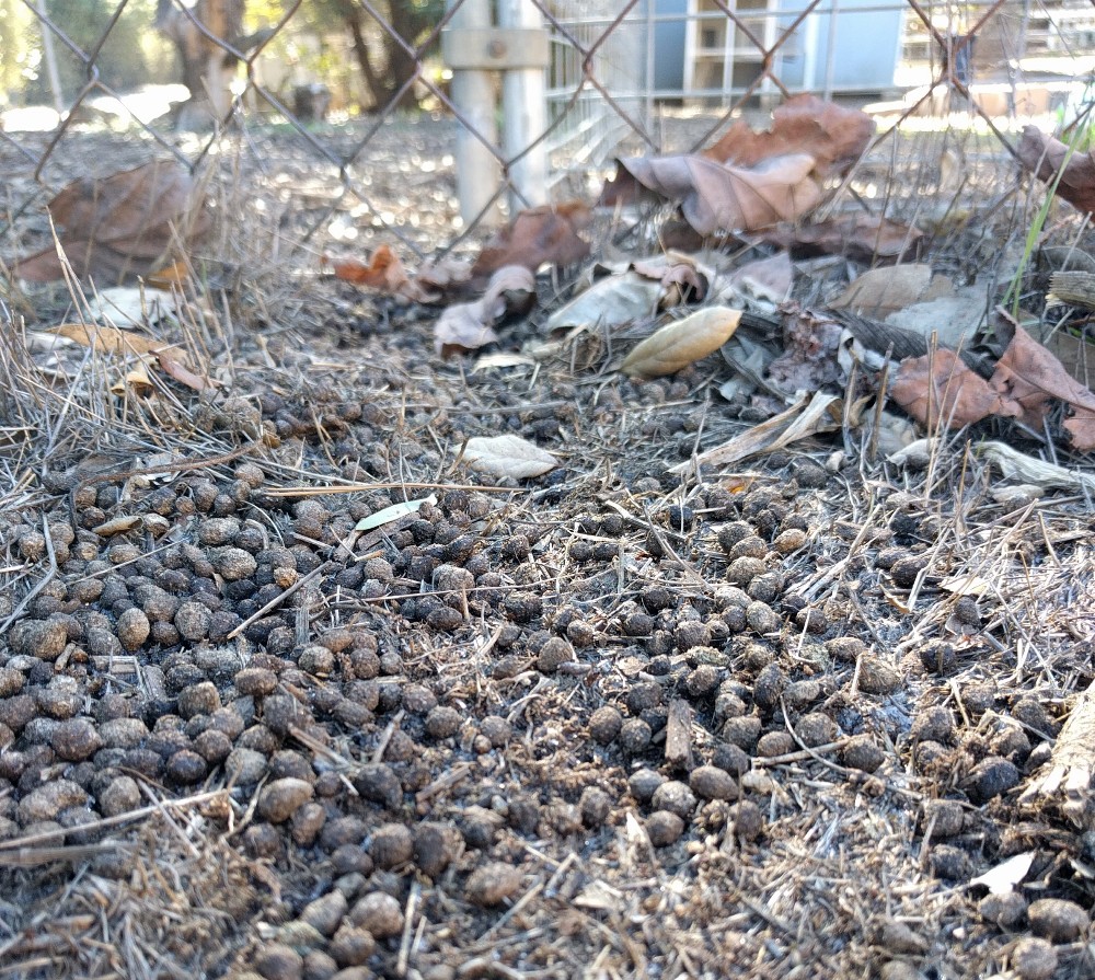 Managing rabbits in the garden Greg Alder's Yard Posts Food