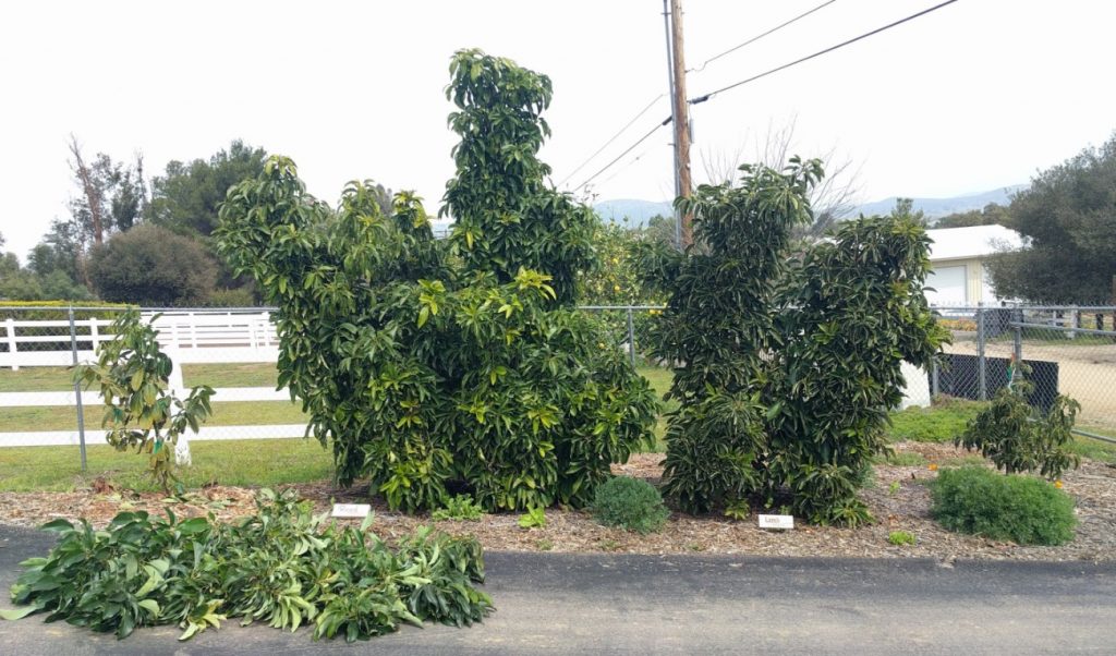 Pruning avocado trees to keep them small Greg Alder's Yard Posts