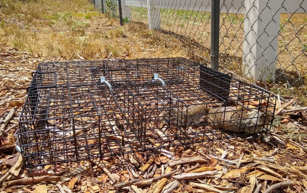 Dealing with squirrels in a food garden Greg Alder's Yard Posts Food