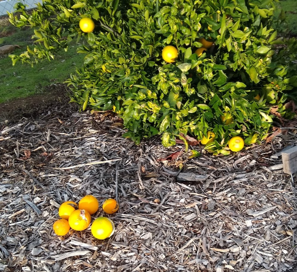 Why are my oranges splitting? Greg Alder's Yard Posts Southern