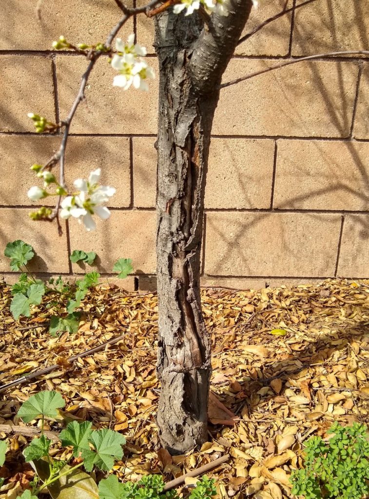 Painting the trunks of fruit trees Greg Alder's Yard Posts Food