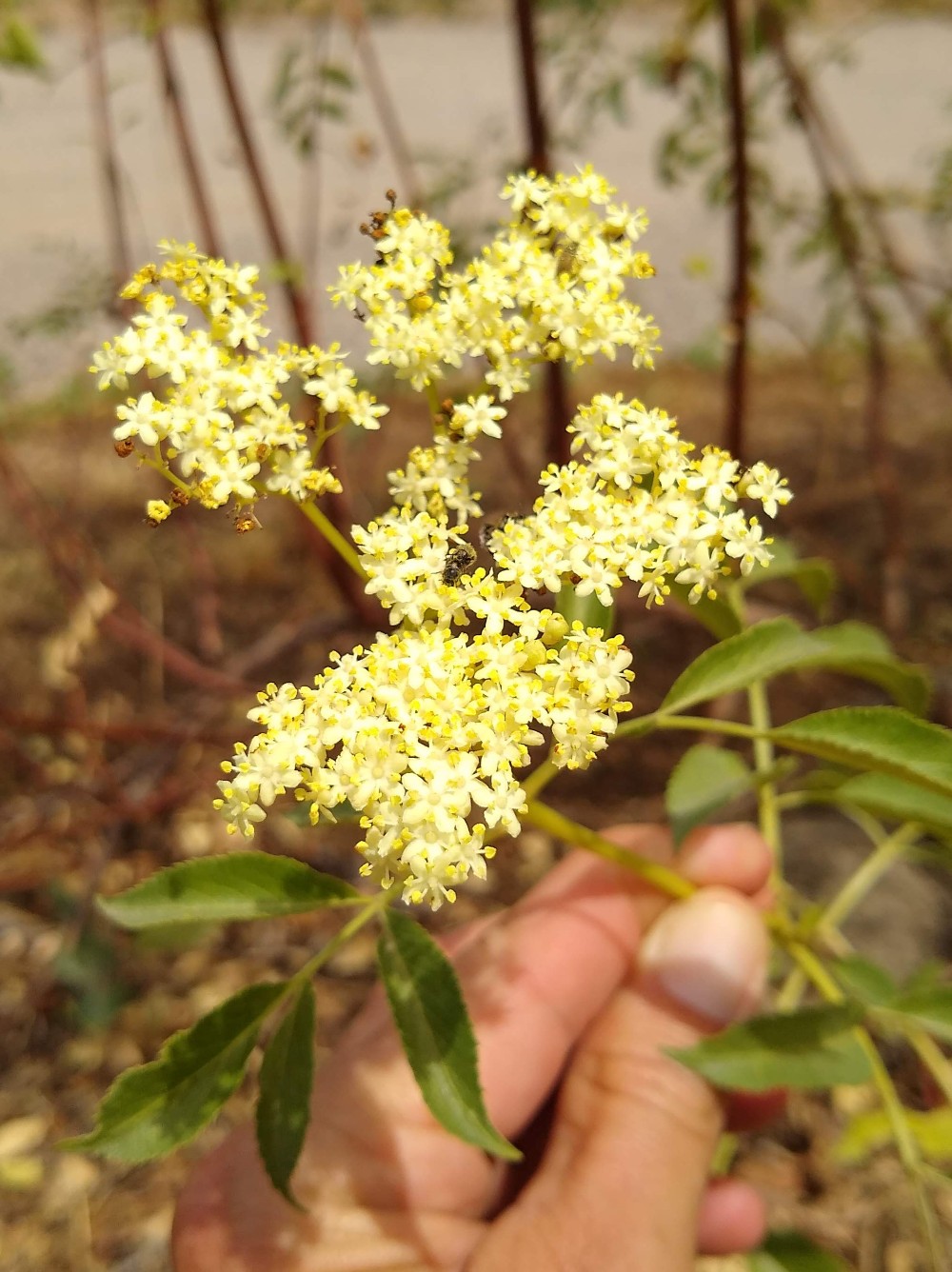 blueelderberryflowers Greg Alder's Yard Posts Food Gardening in