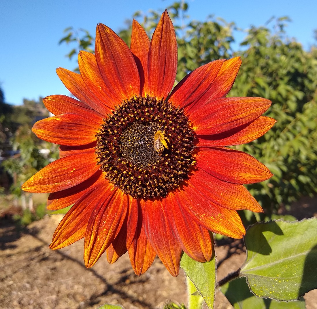 VelvetQueensunflower Greg Alder's Yard Posts Food Gardening in