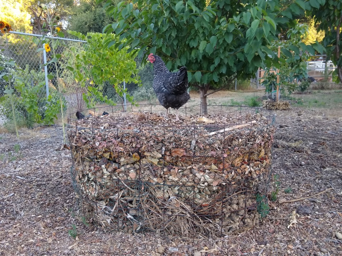 Greg Alder's Yard Posts Food Gardening in Southern