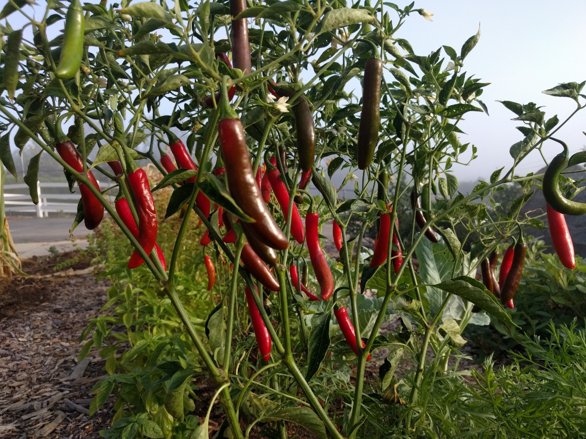 serranopeppers2017 Greg Alder's Yard Posts Food Gardening in