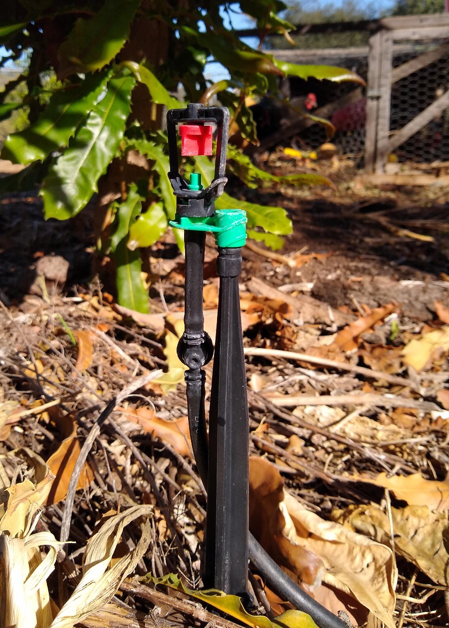 microsprinklerundermacadamiatree Greg Alder's Yard Posts Food