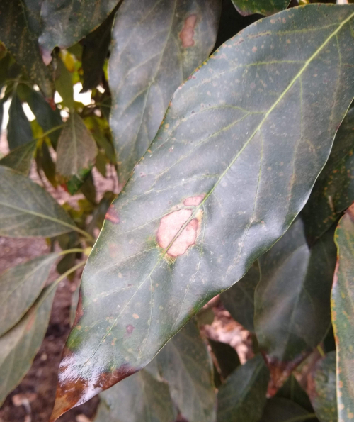Decoding the Story of Avocado Leaves Ames Farm Center