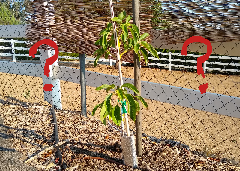 Avocados Archives Greg Alder's Yard Posts Southern California food