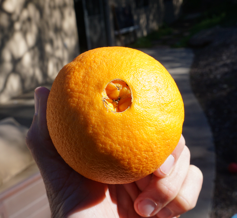 Cara Cara navel orange tree a profile Greg Alder's Yard Posts