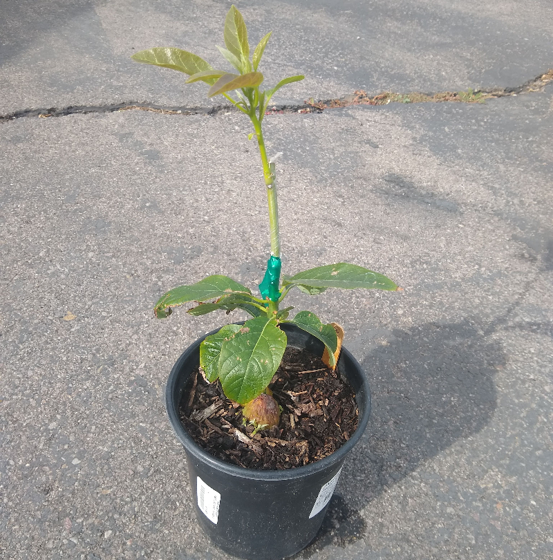 Grafting avocados Greg Alder's Yard Posts Southern California food