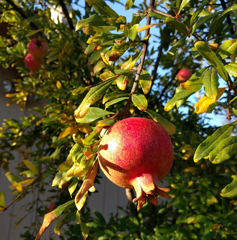 My yard 10 years of growing Greg Alder's Yard Posts Southern California food gardening