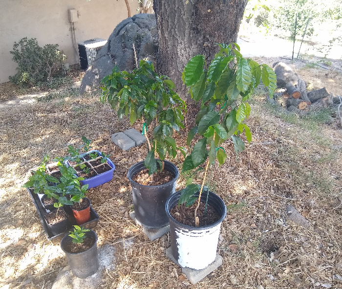 Eliminating ants from potted plants Greg Alder's Yard Posts Southern
