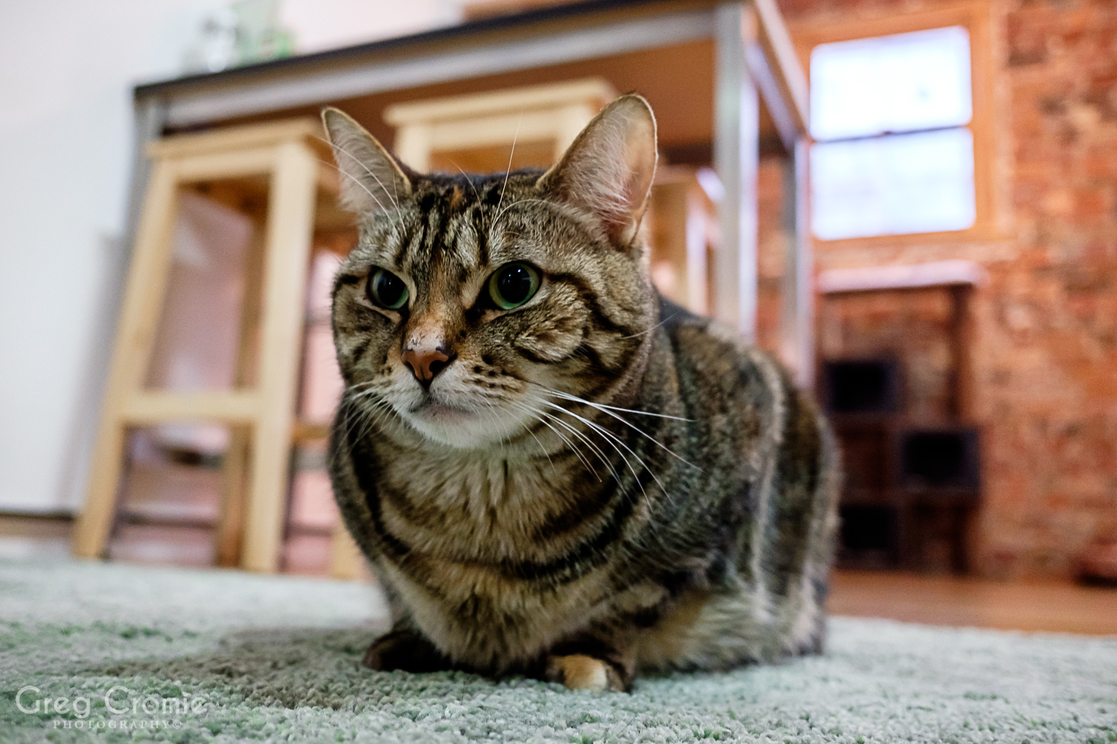 Cat Portraits from the Cat Cafe Melbourne October 2017 Greg Cromie