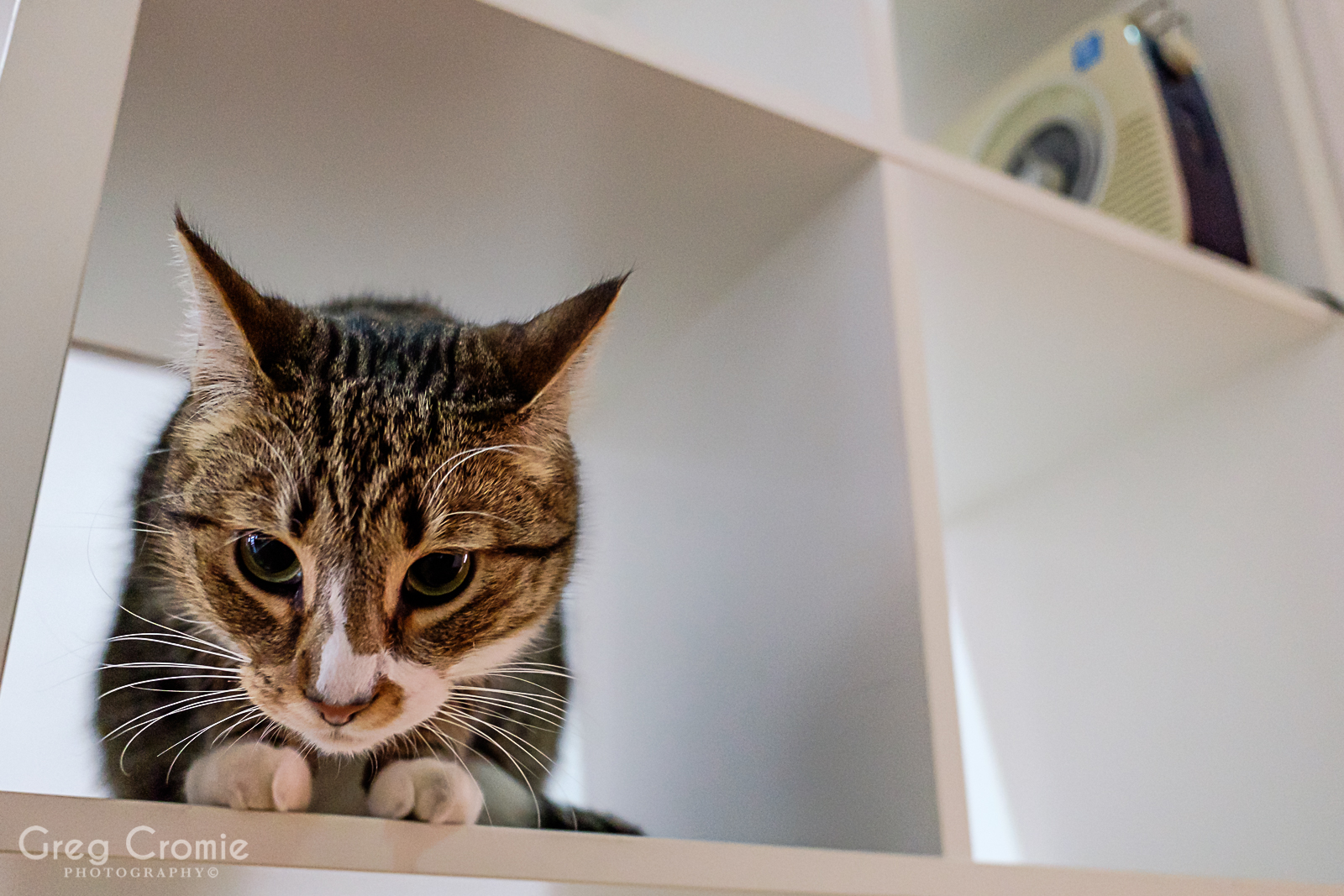 Cat Portraits from the Cat Cafe Melbourne October 2017 Greg Cromie
