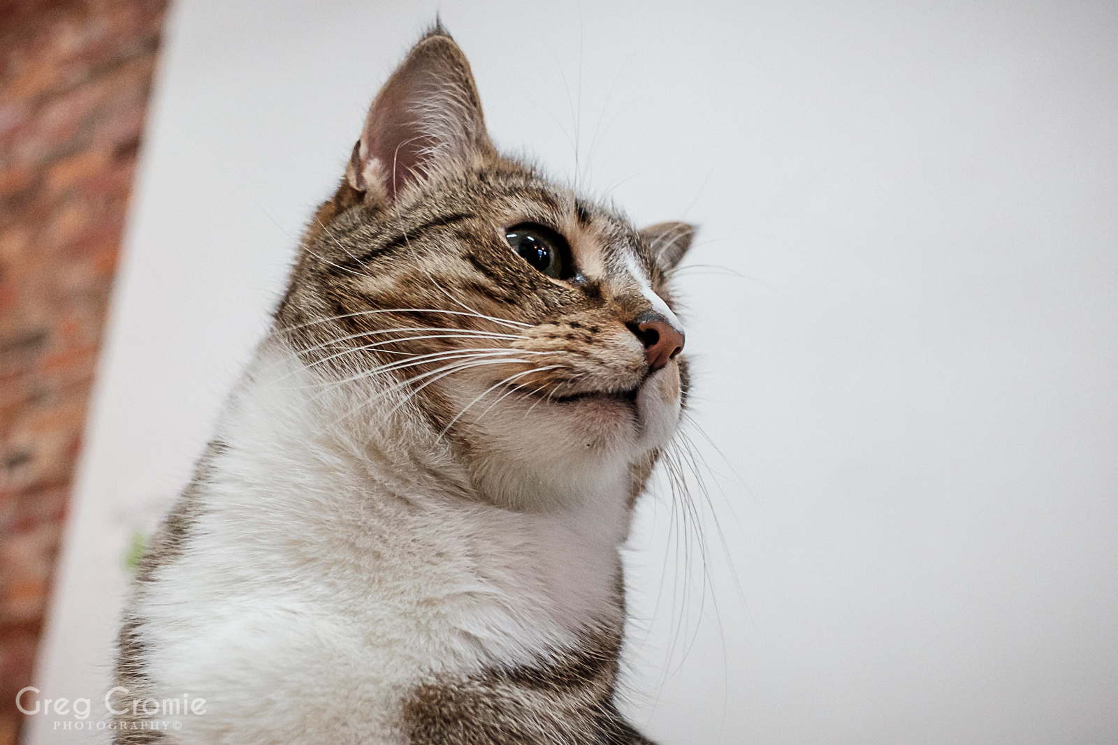 Cat Portraits from the Cat Cafe Melbourne October 2017 Greg Cromie