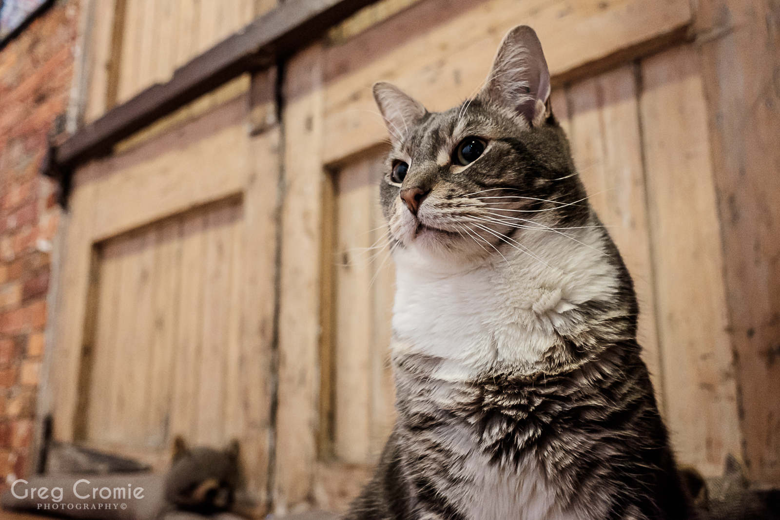 Cat Portraits from the Cat Cafe Melbourne October 2017 Greg Cromie
